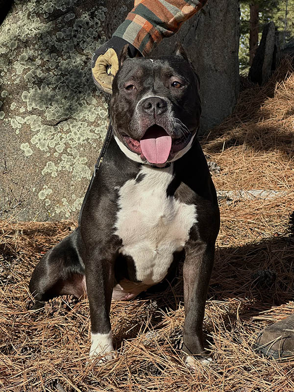 Available XXL Black tri american bully puppy for sale with huge muscles